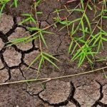 Nếu khí hậu tăng lên 2 độ C có thể giải phóng hàng tỷ tấn carbon trong đất
