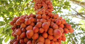 Lợi ích tuyệt vời của quả dâu da đất bạn nên biết