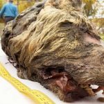 Đầu quái thú 40.000 năm vẫn nguyên vẹn tại vùng Siberia