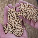 Trung Quốc chứng nhận an toàn cây trồng chỉnh sửa gene đầu tiên