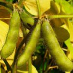 Siêu đậu tương sống không cần nhiều nước
