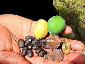 Trồng cây dầu mè để thu nhiên liệu sinh học