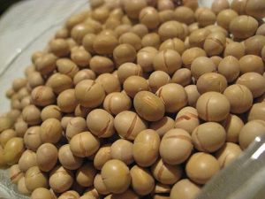 Đậu nành có thể dẫn đến vô sinh