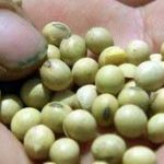 Trung Quốc: Cấp chứng nhận an toàn cho cây chuyển gien