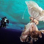 Thế giới kỳ ảo dưới lòng đại dương băng giá