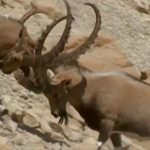 Đại chiến giành quyền giao phối của dê núi Alps