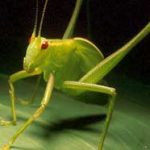 Quà tình yêu của động vật