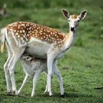 Cha giỏi chưa chắc con đã khá