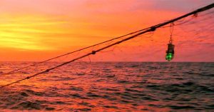 Sáng kiến đơn giản có thể cứu sống nhiều sinh vật biển vô tình vướng vào lưới