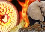 10 sinh vật gây hại nhất