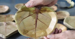 Độc đáo những chiếc đĩa thân thiện với môi trường từ lá nho biển