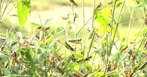 Bão “châu chấu” tàn phá cây trồng tại huyện vùng cao Thanh Hóa