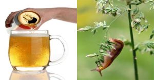 Chuyện thật như đùa: Nông dân diệt ốc sên bằng… bia?