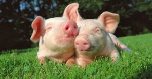 Giật mình những điều cấm khó tin ở các nước