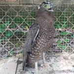 Phát hiện một cá thể diều hoa Miến Điện quý hiếm ở Bình Phước