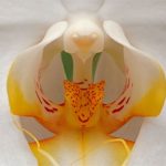 Tại sao chúng ta lại có hứng thú đặc biệt với những thứ có tính đối xứng?