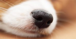 Chó có thể phát hiện người bị động kinh