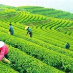 Lịch sử ít biết đến về trà – Đồ uống phổ biến thứ hai thế giới sau nước