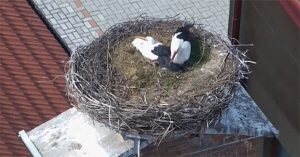 Đôi cò đồng tính cùng chăm con sau khi giao phối
