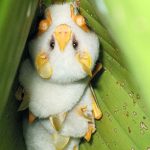 Cận cảnh loài dơi trắng đáng yêu nhìn lạ nhất thế giới