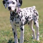 Sự đa dạng của loài chó