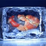 Vì sao chưa thể đóng băng nội tạng để lưu trữ như trứng và tinh trùng?