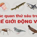 Những loài động vật có giác quan thứ 6