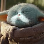 Điều gì sẽ xảy ra nếu tất cả các loài vật đều có gương mặt giống mèo?