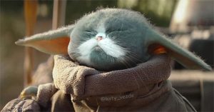 Điều gì sẽ xảy ra nếu tất cả các loài vật đều có gương mặt giống mèo?
