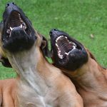 Con người có phải là loài duy nhất biết cười?