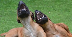 Con người có phải là loài duy nhất biết cười?