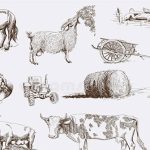 Tại sao không thể thuần hóa hổ, sư tử hay tê giác?