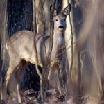 Chernobyl là thảm họa của con người, nhưng lại là tin vui với động vật ở đây