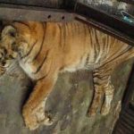 Động vật ở Vườn thú Indonesia đang lâm nguy