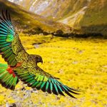 Các loài động vật quý hiếm ở New Zealand
