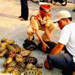 Bảo vệ động vật rừng quý hiếm: Xua đuổi là chính!