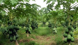 Phương pháp trồng đu đủ nghiêng cho năng suất vượt trội