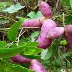 “Khoai lang tím” mọc đầy trên cây: Thứ có thể chữa bệnh khó nói mà nhiều quý ông săn tìm