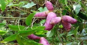 “Khoai lang tím” mọc đầy trên cây: Thứ có thể chữa bệnh khó nói mà nhiều quý ông săn tìm
