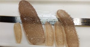 Sinh vật kì dị xâm chiếm bờ biển khiến nhiều người hoang mang