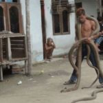 Dị nhân liều mạng đùa nghịch với 2 con rắn hổ mang chúa