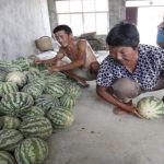 Dưa hấu Trung Quốc nảy như bóng cao su khi ném
