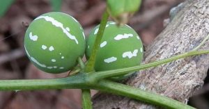“Dưa hấu” mini mọc đầy ven đường, chuyên gia cảnh báo: Cấm trẻ con lại gần!