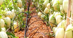 Cách trồng dưa pepino sai quả trong chậu cho mọi nhà