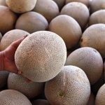 Nhiều người thiệt mạng do ăn dưa đỏ