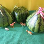 Chàng sinh viên và dưa hấu hình… kim tự tháp