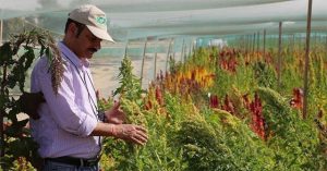Dubai trồng cây siêu thực phẩm chịu mặn trên sa mạc