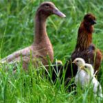 Tìm ra cách để vịt làm cha của gà