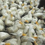 Tại sao vịt miễn dịch cúm tốt hơn các gia cầm khác?