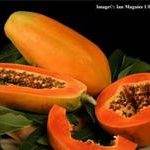 Đu đủ – tác dụng đủ đường